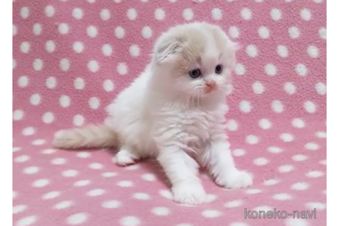 成約済の愛知県のスコティッシュフォールド(折れ耳)-86126の2枚目